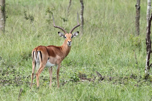 Impala Macho Parado Pastizales Sabana Uganda — Foto de Stock