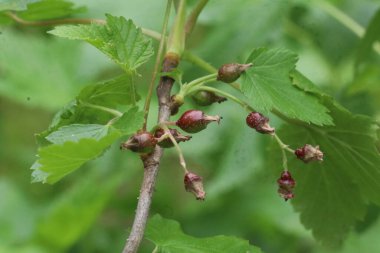 Meyve ağacı dalına yakın plan.