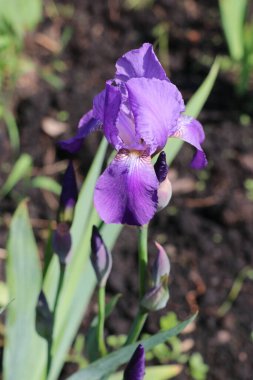 Bir bitkinin üzerindeki mor çiçeğe yakın plan