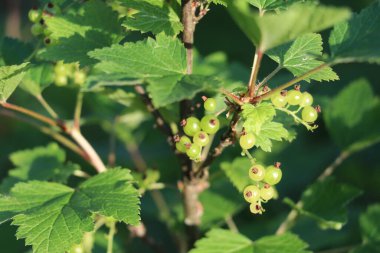 Yeşil bir bitkinin yakın çekimi.