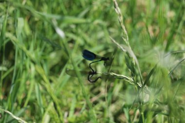İki yusufçuk otların üzerinde oturuyor.