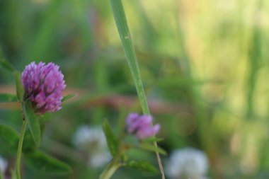 Bir çiçeğe yakın çekim