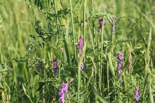 植物の紫色の花 — ストック写真