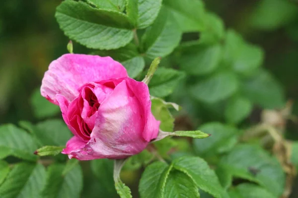 Um fim de uma rosa com folhas verdes — Fotografia de Stock