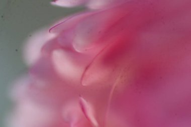 Bir çiçeğe yakın çekim