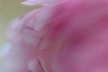 Bir çiçeğe yakın çekim