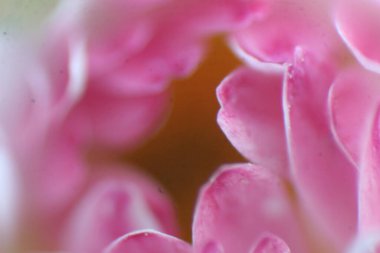 Bitkinin üzerinde pembe bir çiçek