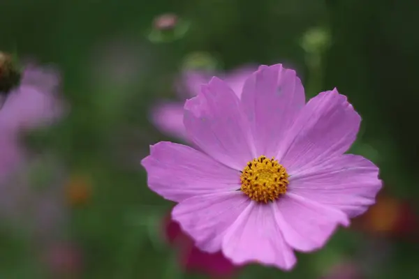 Bir çiçeğe yakın çekim — Stok fotoğraf
