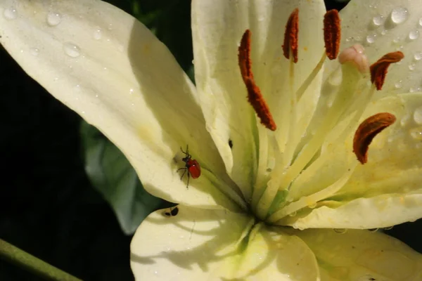 Un primer plano de una flor —  Fotos de Stock