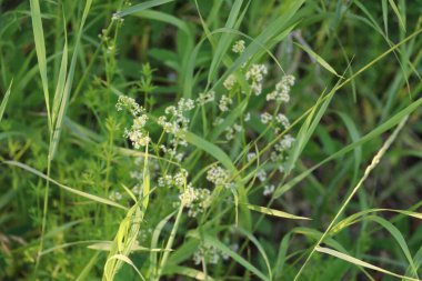 Yeşilliklerle dolu bir araziye yakın çekim