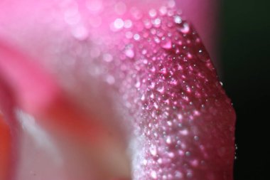 Pembe bir gülü yakından çek.