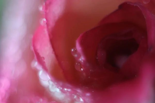 Eine Nahaufnahme von rosa Blumen — Stockfoto