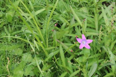 Pembe bir çiçek yemyeşil bir tarlada duruyor