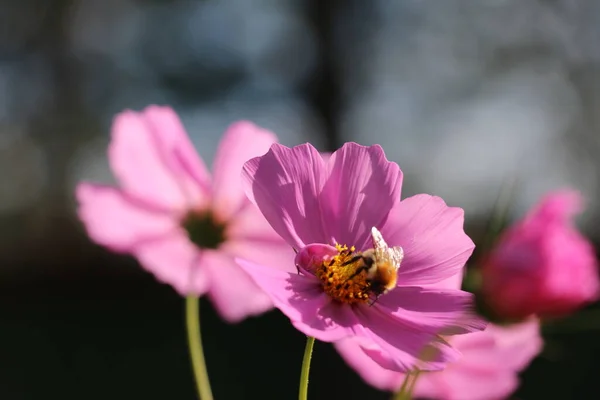 Um close de uma flor — Fotografia de Stock