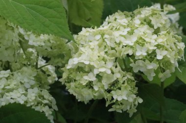 Beyaz bir çiçek ve yeşil bir bitki.