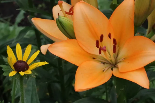 Un primer plano de una flor naranja —  Fotos de Stock