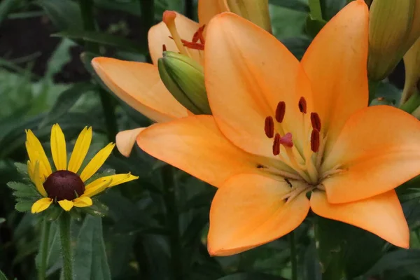 Un primer plano de una flor naranja —  Fotos de Stock