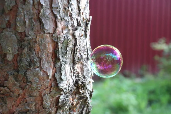 A close up of a tree — Stock Photo, Image