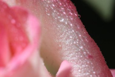 Bir çiçeğe yakın çekim