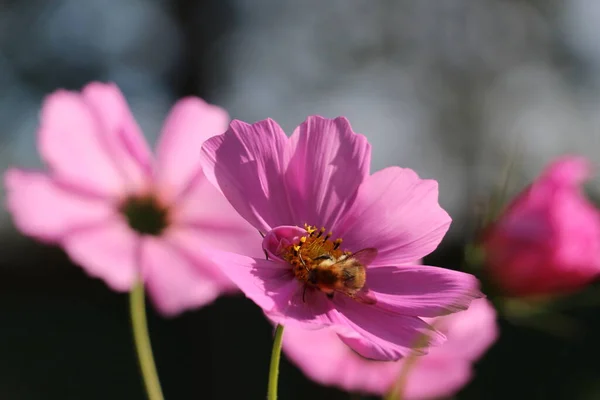 Une fleur rose sur une plante — Photo