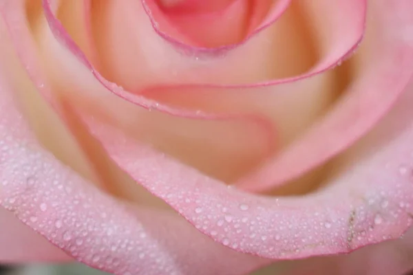 En närbild av rosa blommor — Stockfoto