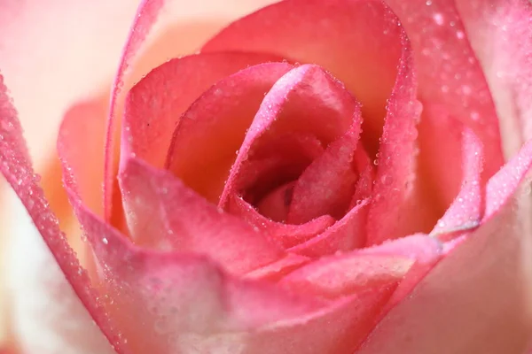 En närbild av en rosa blomma — Stockfoto