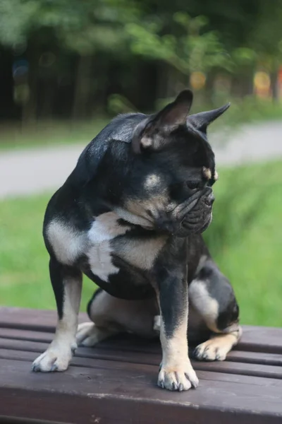 Egy kutya ül a padon. — Stock Fotó