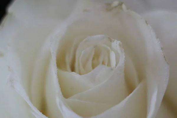 Plan macro d'une rose blanche — Photo