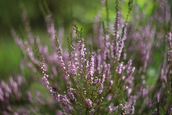 A close up of a flower — Stock Photo, Image