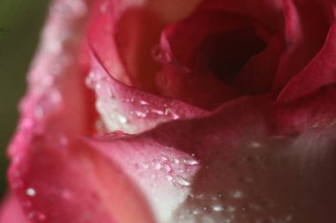 Bir çiçeğe yakın çekim