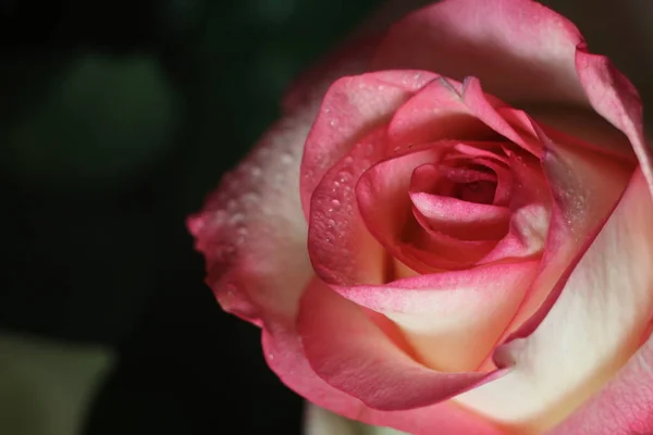 En närbild av en ros — Stockfoto