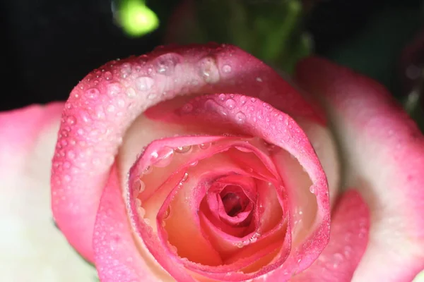 En närbild av rosa blommor — Stockfoto