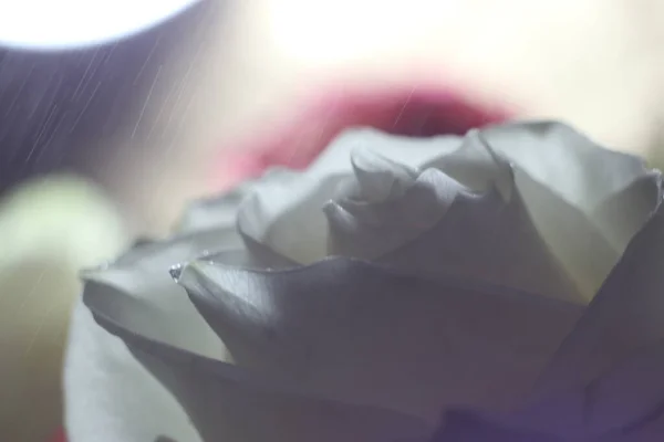 Zbliżenie białej róży — Zdjęcie stockowe