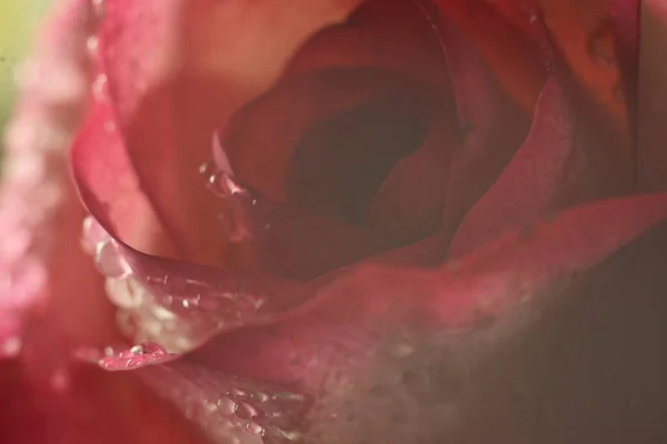 Un gros plan d'une rose — Photo