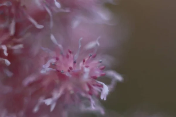 Un primer plano de una flor — Foto de Stock