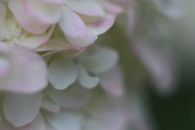 Bir çiçeğe yakın çekim