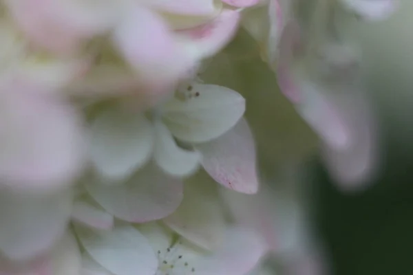 Un primer plano de una flor — Foto de Stock