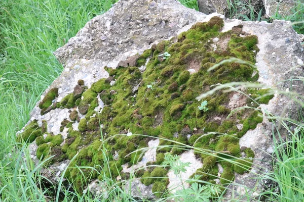 Muschio verde su pietra grigia — Foto Stock