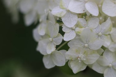 Bir çiçeğe yakın çekim