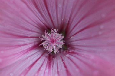 Bir çiçeğe yakın çekim