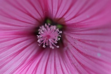 Bir çiçeğe yakın çekim