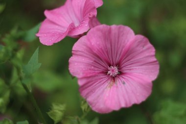 Bitkinin üzerinde pembe bir çiçek