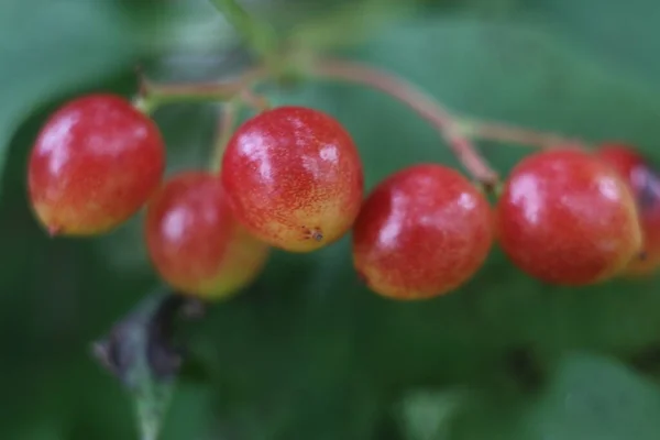 Un gros plan bol de fruits — Photo