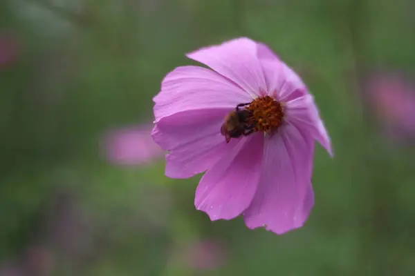 Um close de uma flor — Fotografia de Stock