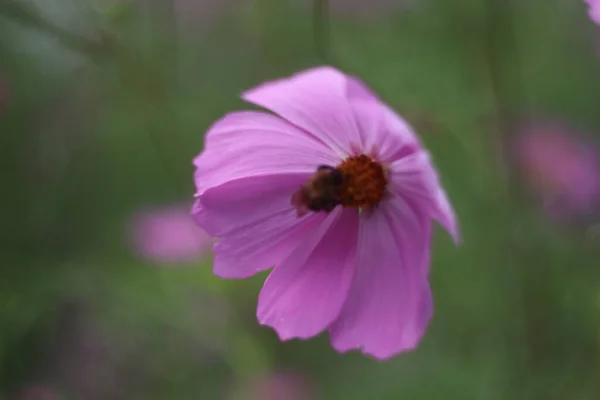 Um close de uma flor — Fotografia de Stock