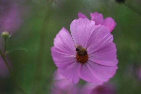 Um close de uma flor — Fotografia de Stock