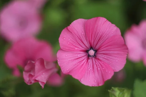 Bitkinin üzerinde pembe bir çiçek — Stok fotoğraf