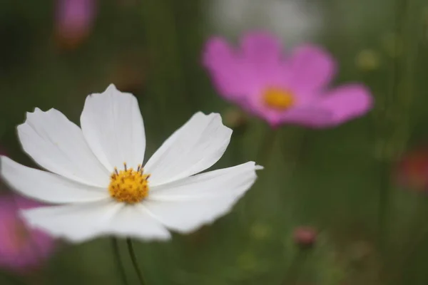 Um close de uma flor — Fotografia de Stock