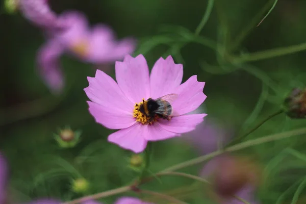 Um close de uma flor — Fotografia de Stock