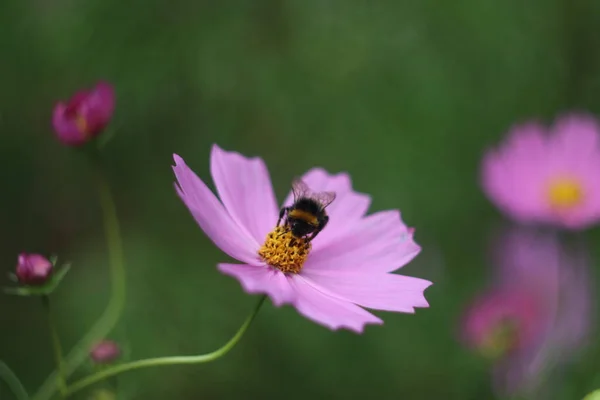 Um close de uma flor — Fotografia de Stock